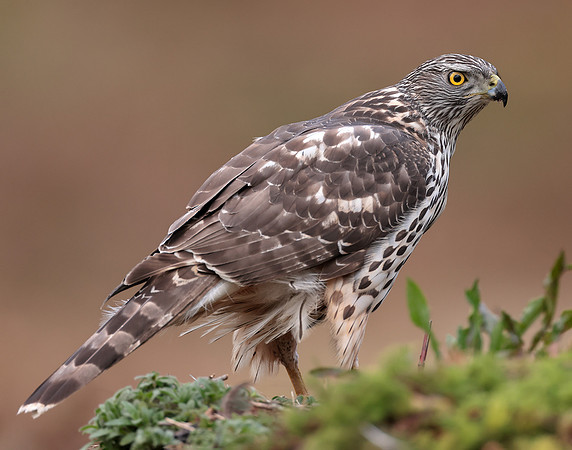 Goshawk Accipiter gentilis