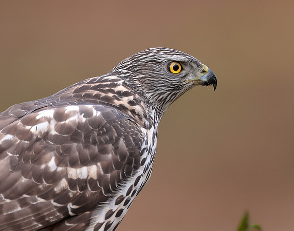 Goshawk Accipiter gentilis