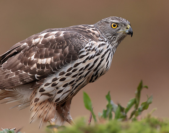 Goshawk Accipiter gentilis