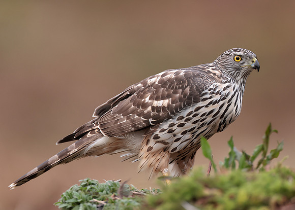 Goshawk Accipiter gentilis