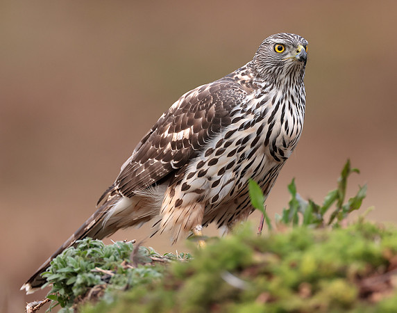 Goshawk Accipiter gentilis