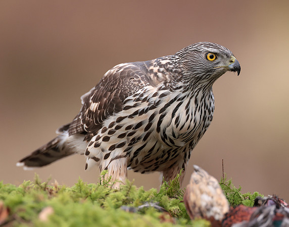Goshawk Accipiter gentilis