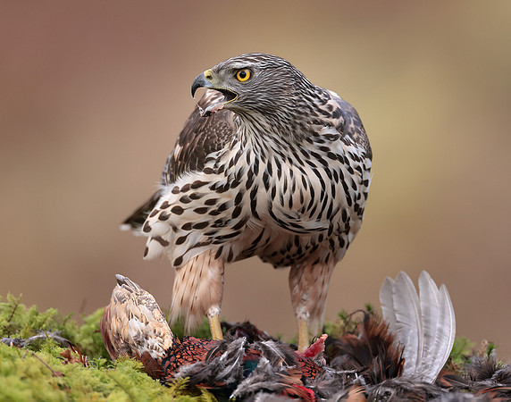 Goshawk Accipiter gentilis