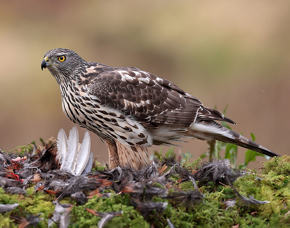 Goshawk Accipiter gentilis