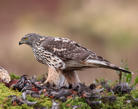 Goshawk Accipiter gentilis