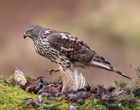 Goshawk Accipiter gentilis