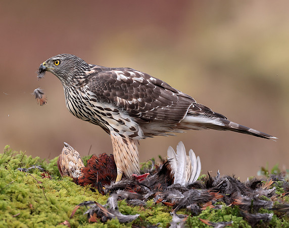 Goshawk Accipiter gentilis