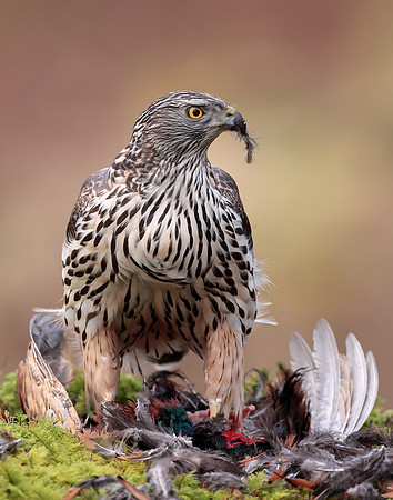 Goshawk Accipiter gentilis