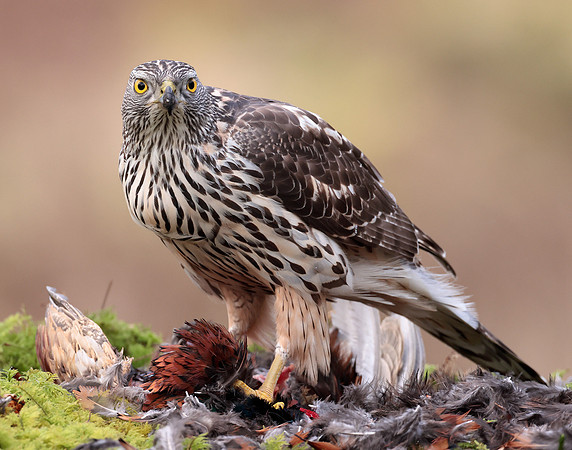 Goshawk Accipiter gentilis