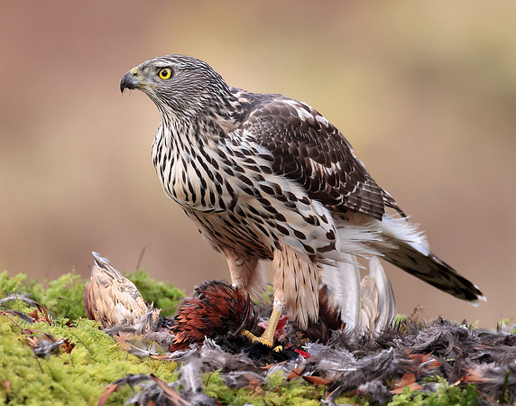 Goshawk Accipiter gentilis