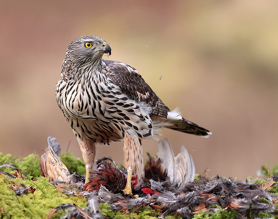 Goshawk Accipiter gentilis