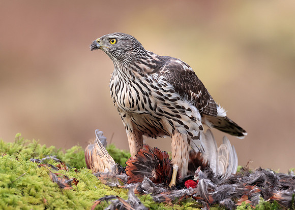 Goshawk Accipiter gentilis