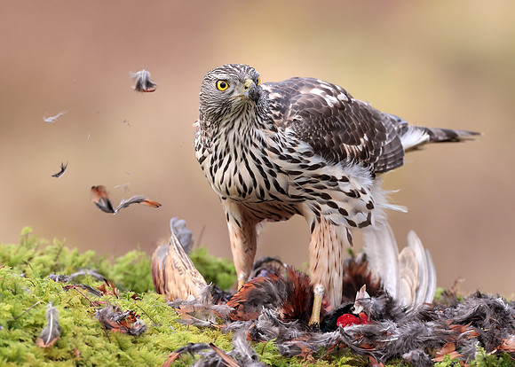 Goshawk Accipiter gentilis