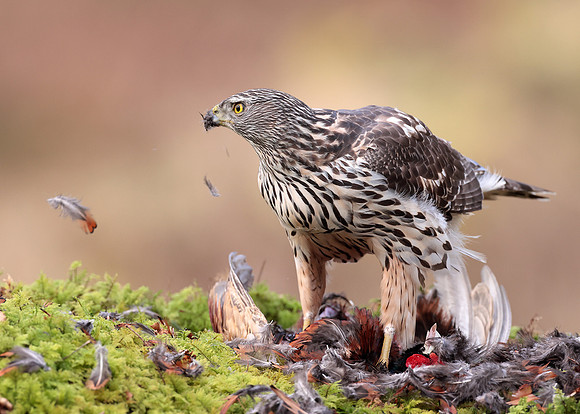 Goshawk Accipiter gentilis