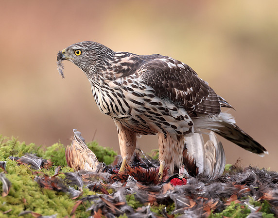Goshawk Accipiter gentilis