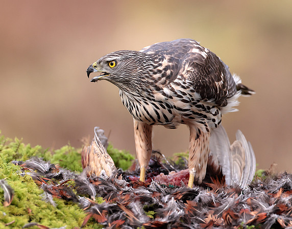 Goshawk Accipiter gentilis