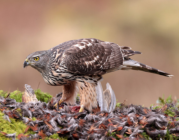 Goshawk Accipiter gentilis