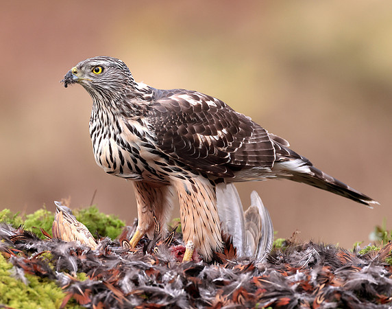 Goshawk Accipiter gentilis