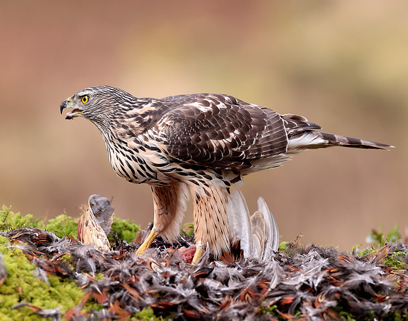 Goshawk Accipiter gentilis