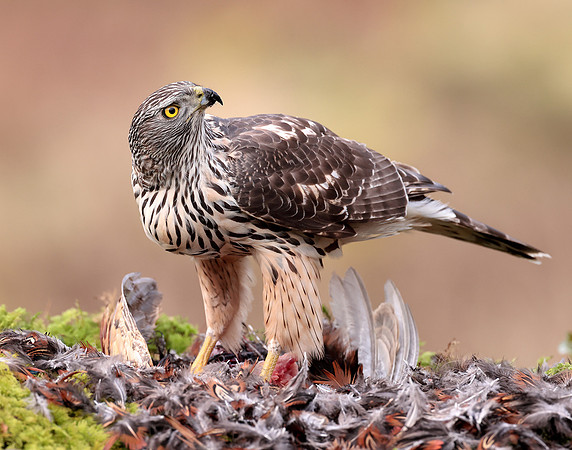 Goshawk Accipiter gentilis