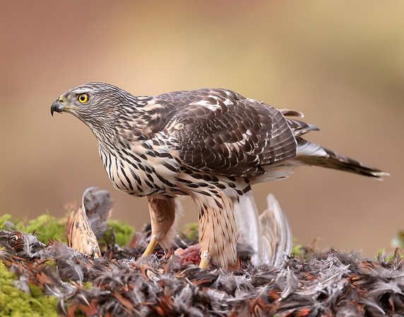 Goshawk Accipiter gentilis