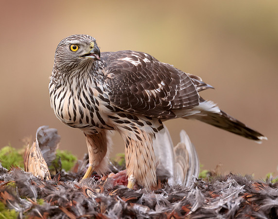 Goshawk Accipiter gentilis