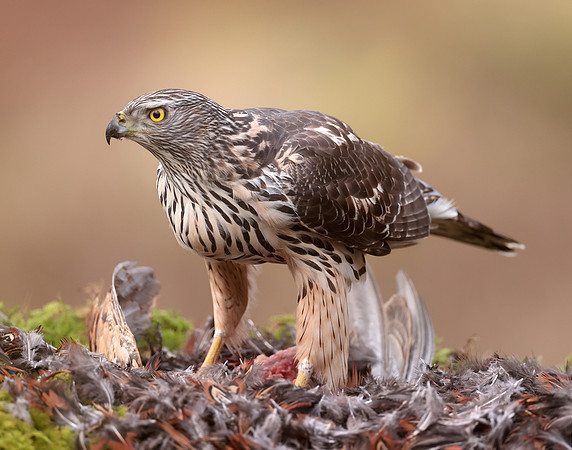Goshawk Accipiter gentilis