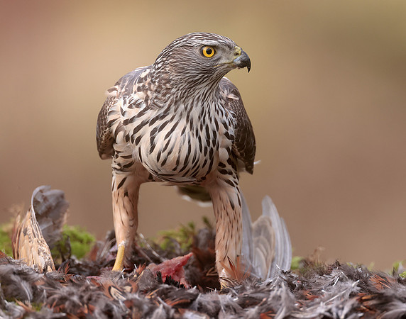 Goshawk Accipiter gentilis