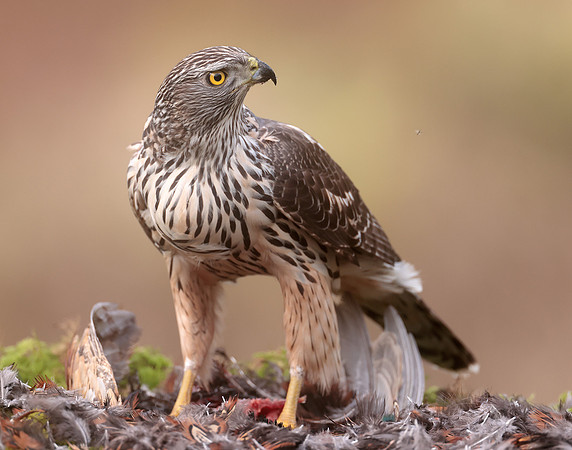 Goshawk Accipiter gentilis
