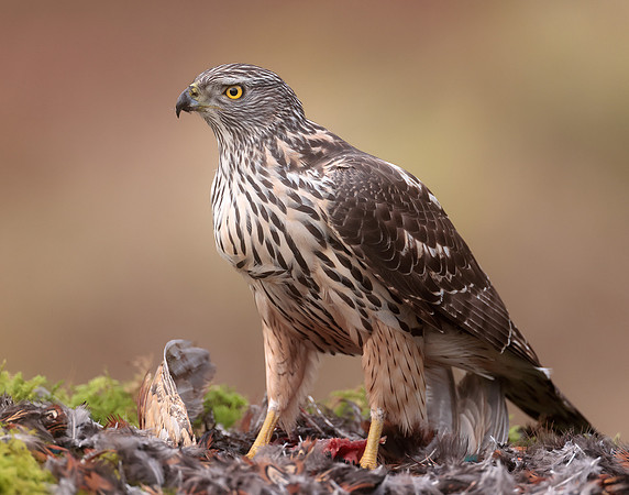 Goshawk Accipiter gentilis