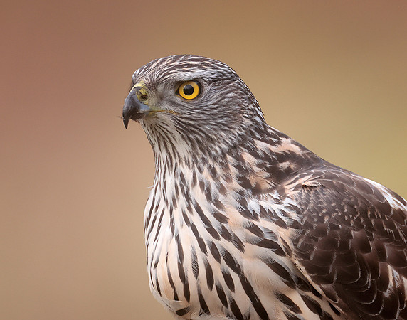 Goshawk Accipiter gentilis