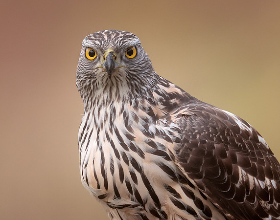 Goshawk Accipiter gentilis