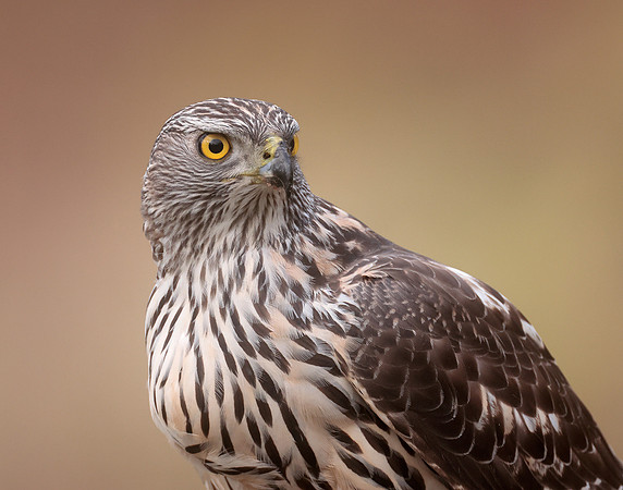 Goshawk Accipiter gentilis