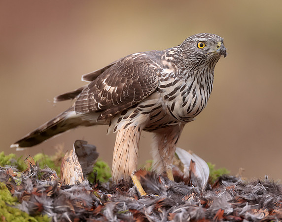 Goshawk Accipiter gentilis