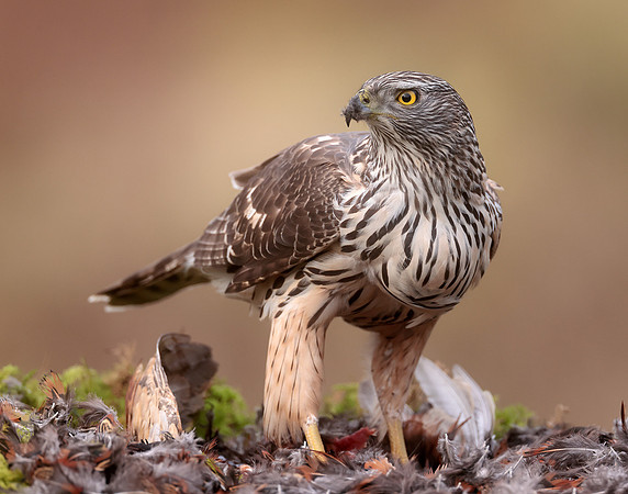 Goshawk Accipiter gentilis