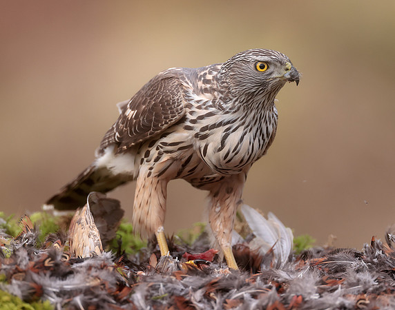 Goshawk Accipiter gentilis
