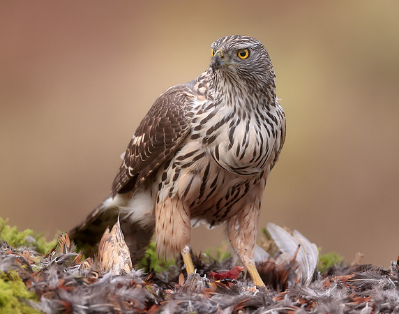 Goshawk Accipiter gentilis
