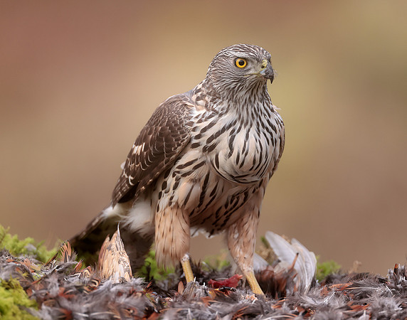 Goshawk Accipiter gentilis