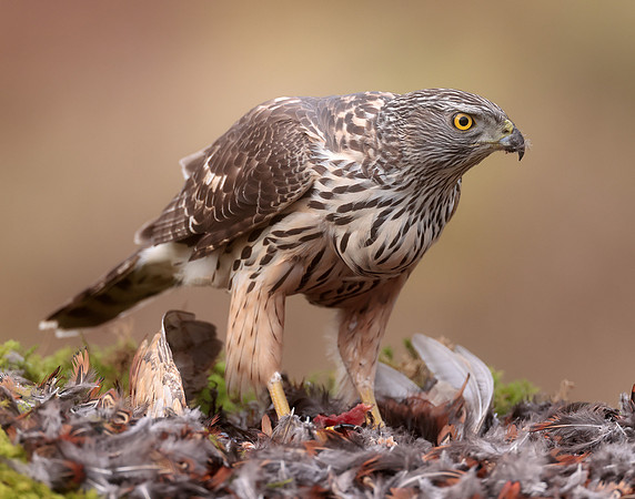 Goshawk Accipiter gentilis