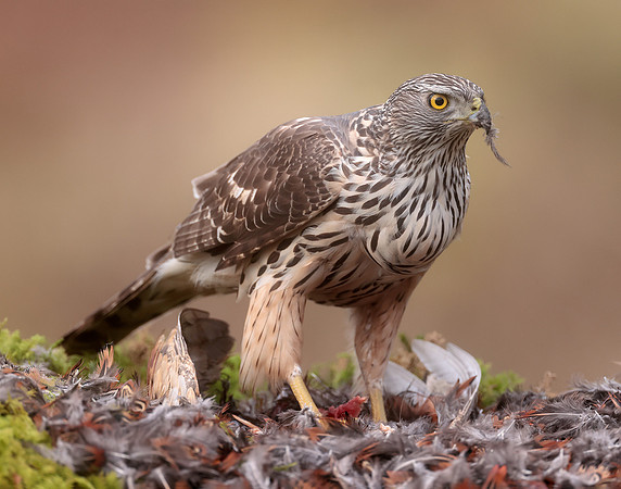 Goshawk Accipiter gentilis