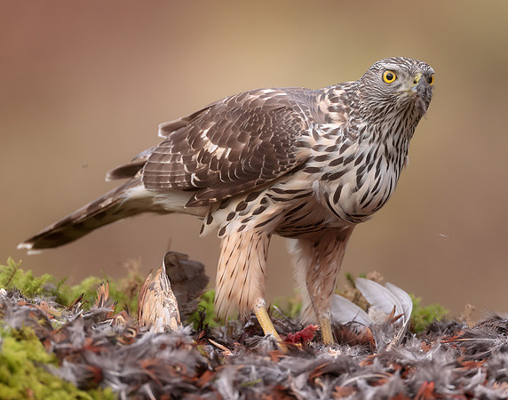 Goshawk Accipiter gentilis