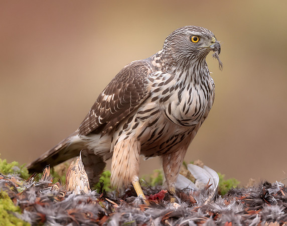 Goshawk Accipiter gentilis