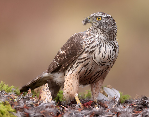 Goshawk Accipiter gentilis