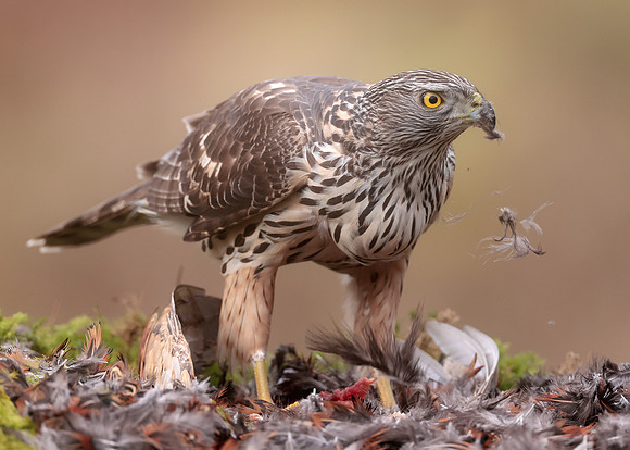 Goshawk Accipiter gentilis