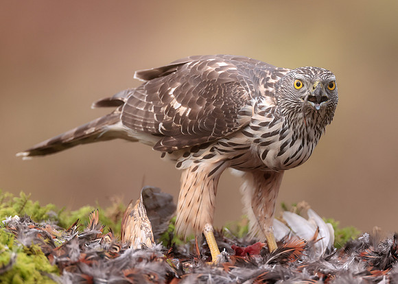 Goshawk Accipiter gentilis