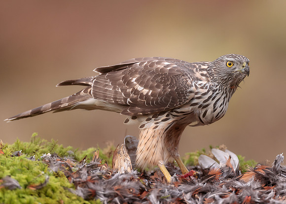 Goshawk Accipiter gentilis