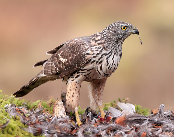 Goshawk Accipiter gentilis