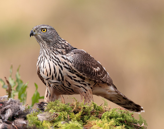 Goshawk Accipiter gentilis