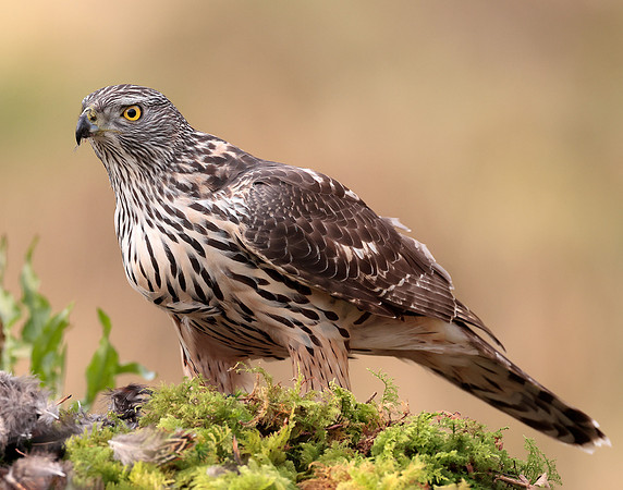 Goshawk Accipiter gentilis