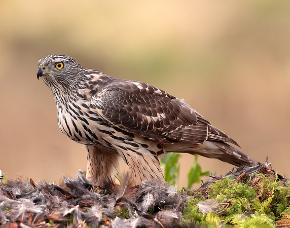 Goshawk Accipiter gentilis